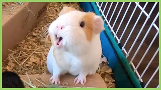 Best guinea pig noises of 2019 *WARNING: LOUD!*