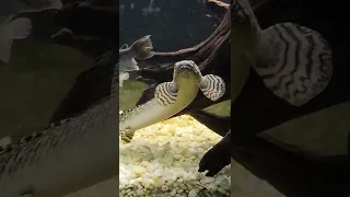 Gulper Catfish Eats 14 Inch Bichir! 😱