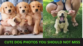 Cute dog photos | Cute puppies images | Dog photos dog pictures | Small dogs playing together | P79