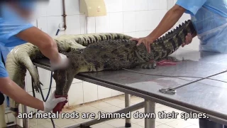 How Crocodile Killed in Vietnam for leather production
