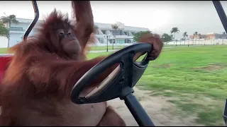 Orangutan driving remix