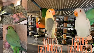 Rare Lovebirds Mutation Breeding Setup: Dun Fallow vs Pale Fallow