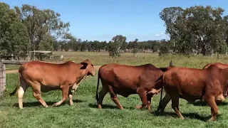 8 Red Brahman Heifers