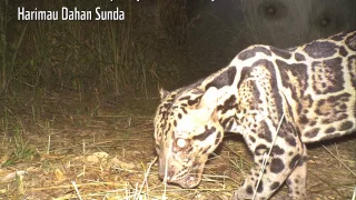 Sabah's Camera Trap Photos