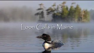 Nature's Greatest Sounds: Loon Calls in Maine - Canon R5 & 100-500mm RF Lens - 4K