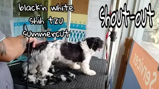 Black'n white shih tzu SummerCut Poodle feet | Dog Grooming + Shout-out