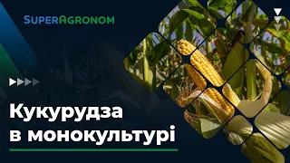 Вирощування КУКУРУДЗИ В МОНОКУЛЬТУРІ - досвід Леоніда ЯКОВИШИНА/ СуперАгроном