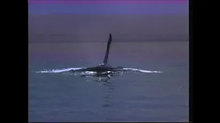 Opening To Free Willy (1993) VHS