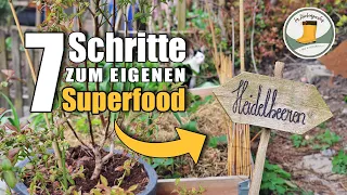 Blaubeeren / Heidelbeeren anbauen wie ein Profi | meine TOP 💡 Tipps für eine reiche Ernte