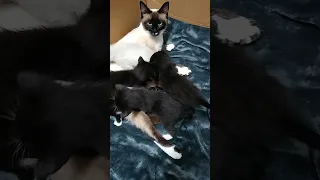Beautiful Siamese Kitten Litter and their Awesome Momma Cat 🐈