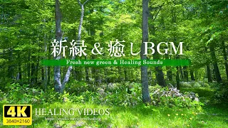 【4K】癒しBGMと爽やかな新緑VOL.4（鳥のさえずり・川のせせらぎ）疲れた心身の回復・リラックス効果・勉強中や作業用、目覚めの朝に、眠れない夜にもどうぞ。natural sound 3 hours