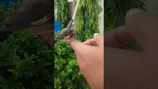 zebra finch hand feed