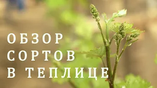 Обзор сортов теплицы .ВИНОГРАД 2020. Начало.