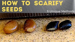 5 Ways to Scarify Seeds - Seed Scarification 101