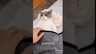 Cats are so funny PART 104 FUNNY CAT VIDEOS TIK TOK