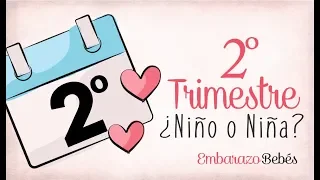 TRIMESTRE 2 de #Embarazo | Segundo Trimestre