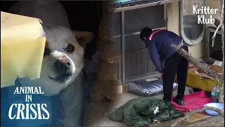 Mysterious Package Delivered To A Dog Living In Empty House l Animal in Crisis Ep 320