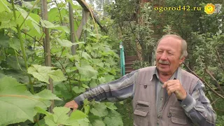 Почему виноград не стоит выращивать в теплице