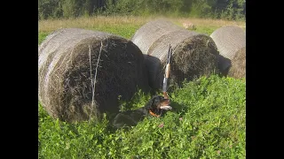 Использование на охоте с легавой помпового ружья ВПО-202-07 "Бекас" 12 кал.