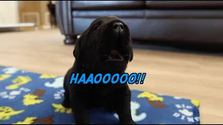 Black Labrador Puppies First Time Howling!!