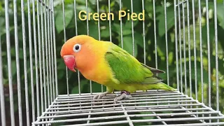 African Lovebird Mutation: Green Pied