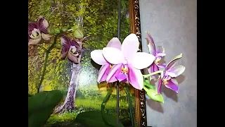 Орхидеи в цеофлоре больше 2 лет , что происходит с орхидеями полив из под крана,отстоянной  водой