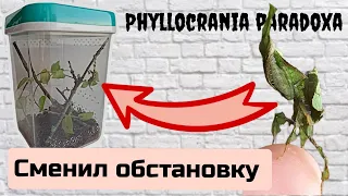 Террариум с растениями для богомола - призрака Phyllocrania paradoxa.