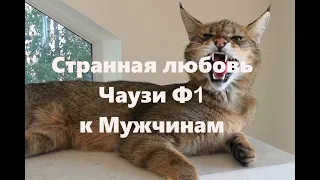 Чаузи Ф1 Странная любовь