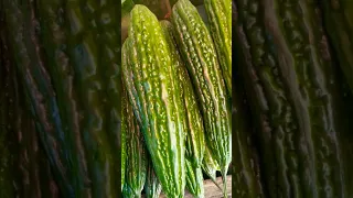 Biggest Bitter Gourd #shorts #short  #youtubeshorts #bittergourd #ampalaya