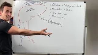 Liver Functions