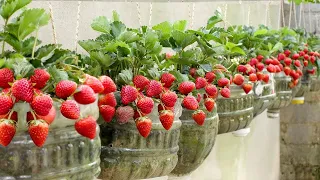 The best ideas for growing vegetables, potatoes, strawberries, and eggplants you've ever seen