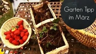 Garten für den Frühling fit machen (Erdbeeren im März pflanzen)  | Garten-Tipps