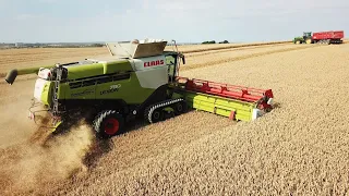 Claas Lexion 780 Terra-Track in the field harvesting wheat | Harvest 2020 | Danish Agriculture