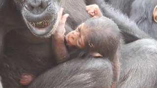 Little Joey beim Trinken