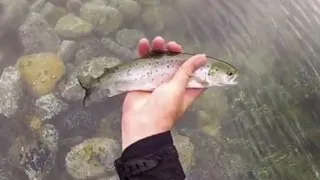 Mer Fluefiske etter Sjøørret / More Flyfishing for Seatrout