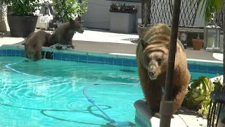Mama Bear, 2 Cubs Swim in Pool and Play with Shoes - (Arcadia, CA)