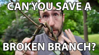 Can you save a broken branch?