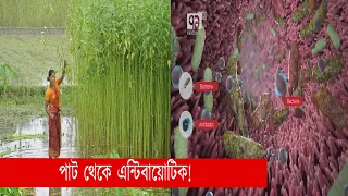 পাট থেকে এন্টিবায়োটিক আবিষ্কার বাংলাদেশী বিজ্ঞানীদের, তোলপাড় বিশ্ব | Antibiotic | News | Ekattor TV