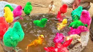 BAD Video MURGI Chicks Swimming Pools Bathing Decolarization FRACAS | FishCutting