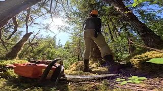 Logging With Sterling  - Day 2 - Falling Yellow Cedar Trees with My Dad - Husqvarna 460 Rancher