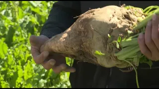 Уборка сахарной свёклы стартовала в области Жетісу