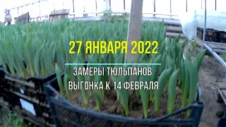 Выгонка тюльпанов к 14 февраля