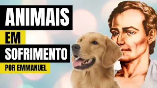 ANIMAIS EM SOFRIMENTO | Mensagem de Emmanuel psicografada por Chico Xavier