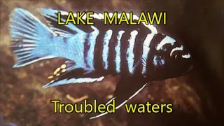 PETER BARNES *Troubled water * LAKE MALAWI * Environmental status and habitat* AFRICA* Second part