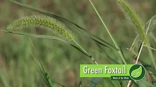 Weed of the Week #1008 Green Foxtail