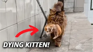 A Crying Mother Cat Brought Her Dying Kittens To A Man! UNBELIEVABLE!