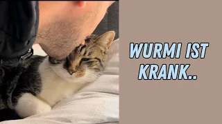 Katze hat hohes Fieber und ihm gehts noch nicht besser..