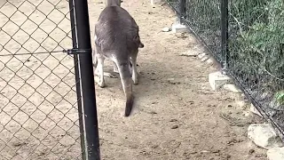 オオカンガルー元気なベビー