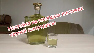 Самая весенняя настойка. Настойка на молодых листьях чёрной смородины