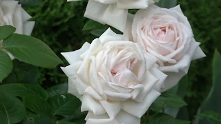 Роза Madame Anisette  Кордес.  Информация о выращивании. Подкормка роз после первой волны цветения